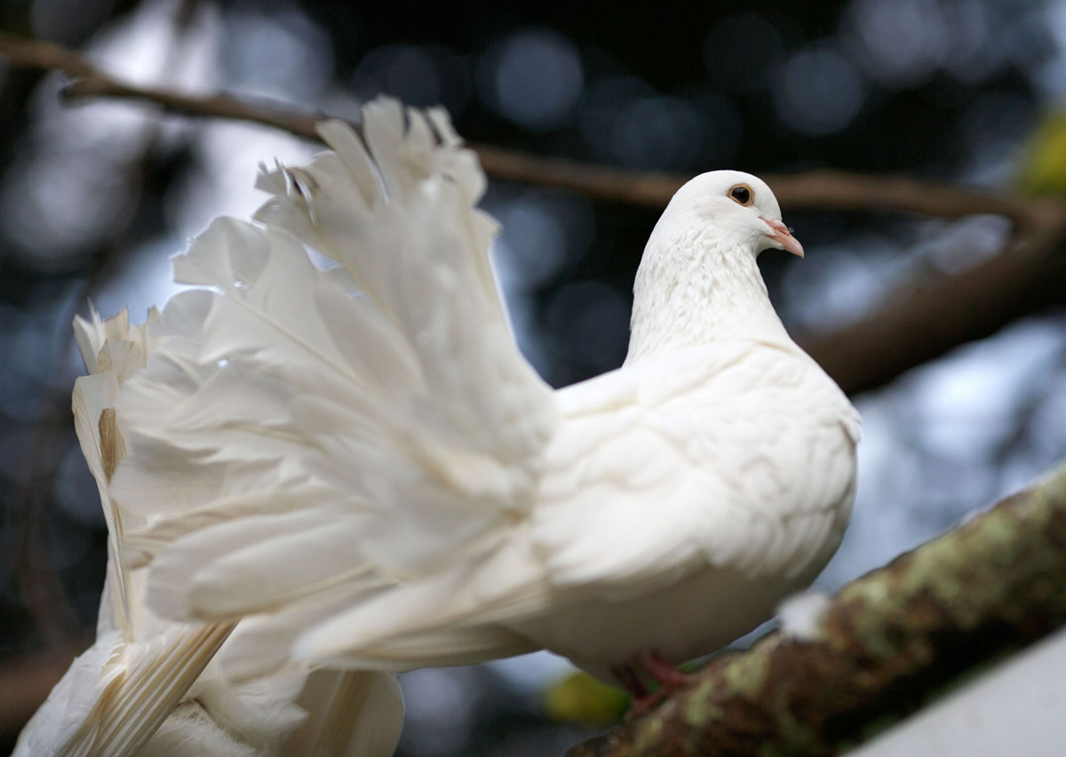 Что символизируют голуби на свадьбе
